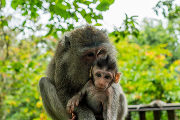Naklejka na ściany i meble Sacred Monkey Forest Sanctuary in Ubud Bali Indonesia