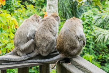 Sacred Monkey Forest Sanctuary in Ubud Bali Indonesia