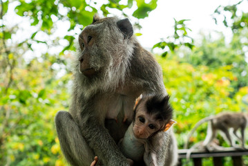 Sacred Monkey Forest Sanctuary in Ubud Bali Indonesia