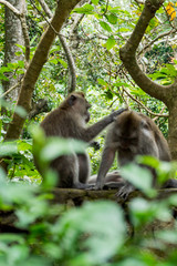 Naklejka na ściany i meble Sacred Monkey Forest Sanctuary in Ubud Bali Indonesia