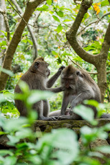 Sacred Monkey Forest Sanctuary in Ubud Bali Indonesia