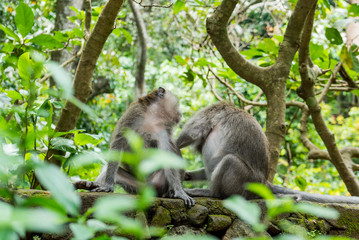Sacred Monkey Forest Sanctuary in Ubud Bali Indonesia