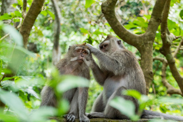 Sacred Monkey Forest Sanctuary in Ubud Bali Indonesia