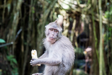 Sacred Monkey Forest Sanctuary in Ubud Bali Indonesia