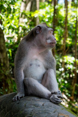 Sacred Monkey Forest Sanctuary in Ubud Bali Indonesia