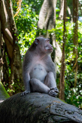 Sacred Monkey Forest Sanctuary in Ubud Bali Indonesia