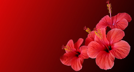 Hibiskus Blume mit rot schwarzen Hintergrund. © Simion