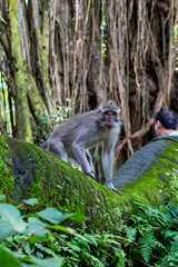 Sacred Monkey Forest Sanctuary in Ubud Bali Indonesia