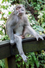Sacred Monkey Forest Sanctuary in Ubud Bali Indonesia