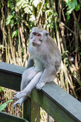 Sacred Monkey Forest Sanctuary in Ubud Bali Indonesia