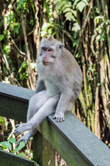 Sacred Monkey Forest Sanctuary in Ubud Bali Indonesia