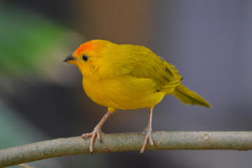 Yellow finch on a leaf
