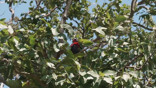 Parrot on the tree Queensland Australia slow motion