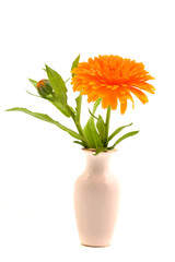 Marigold in vase, isolated on white background. Calendula officinalis.