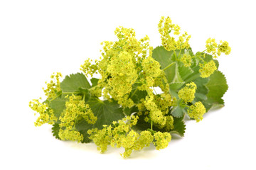 Alchemilla flowers isolated on white background.