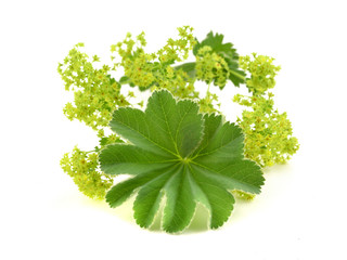 Alchemilla flowers isolated on white background.