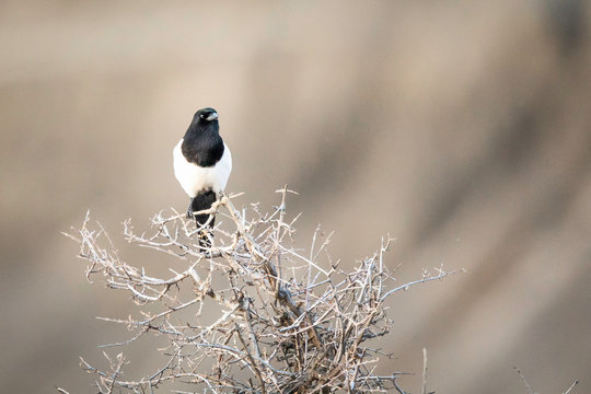 Magpie on prickly bush, black white bird sitting on thorny tree