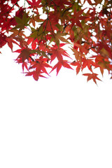 Red maple leaves on white background