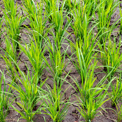 detail of rice paddy in Bali