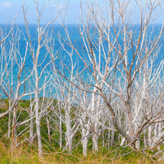 scenic coastal nature with white dead trees, green meadow, blue sky at the hilly coast in New Zealand