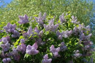 Early blooming lilac flowers in city park