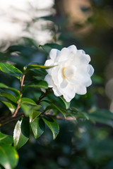 Obraz na płótnie Canvas White flower on tree