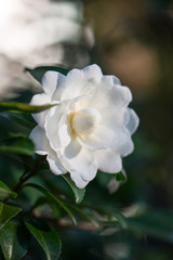 White flower on tree