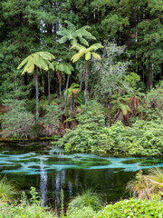 crystal clear waters of Hamurana Springs, Rotorua, New Zealand, surrounded by native forest