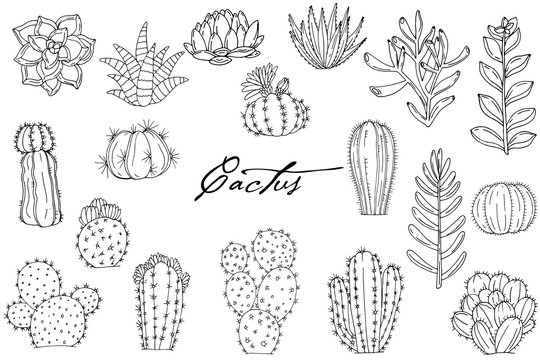 Big set of elements with hand drawn cacti on white background