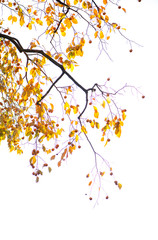 Yellow leaves in autumn season