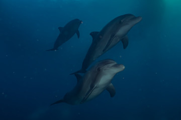 Dolphin swimming with divers in the Red Sea, Eilat Israel
