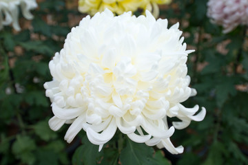 Chrysanthemum flower at Nagoya castle in Nagoya,Japan
