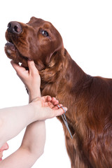 Irish dog setter grooming at the salon for dogs, isolated