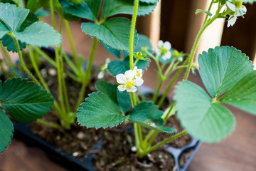 The seedlings of garden strawberry with flowers in a magazine. Concept: cassette method of growing seedlings.