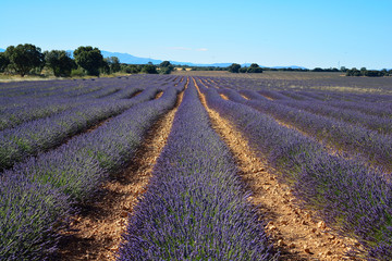 Fototapeta na wymiar Lavender field, summer landscape near Brihuega,Guadalajara, Spain