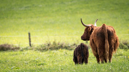 Mutter undKind schottische hochland Rinder