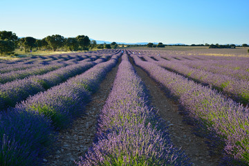 Lavender field, summer landscape near Brihuega,Guadalajara, Spain