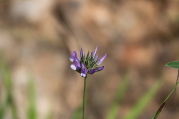 Arabian Pea Flowers in Bloom in Springtime