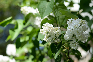 A bush of white lilac blooms on a sunny spring day