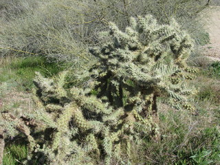 View of cholla cacti in the Sonoran desert in Arizona 