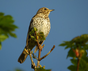 Song Thrush Perched On Branch