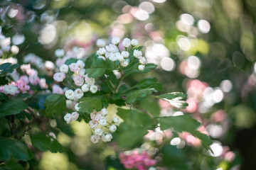 blooming bird cherry tree in spring
