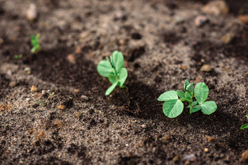 Young peas growing in spring garden.