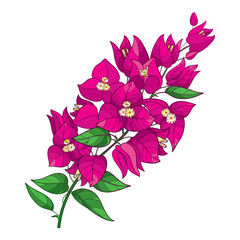 Outline Bougainvillea or Buganvilla flower bunch with bud in pink and green leaf isolated on white background.