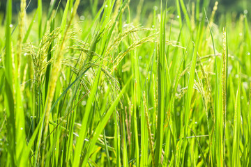 Rice paddy field with morning dew at sunrise.