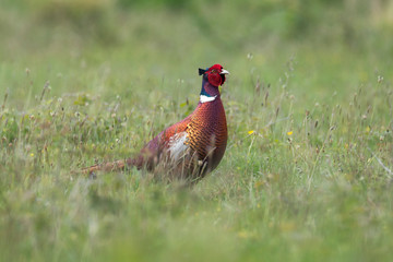 Pheasant male (Phasianus colchicus) wanders through spring meadow, Cornwall, UK