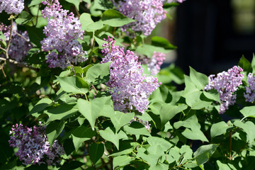 Clusters of blooming lilacs on a bush on a bright spring day