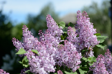 Clusters of blooming lilacs on a bush on a bright spring day