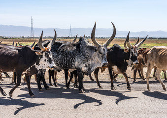 Brahman or Zebu bulls on the road to Gheralta in Tigray, Ethiopia
