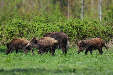 Wild boar family on the green glade © zorandim75